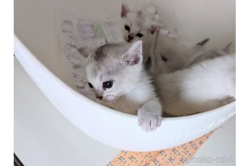 成約済の東京都のバーミラ-94268の4枚目